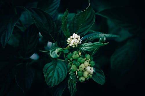 A close up of  white and green  Red-Osier Dogwood green berries