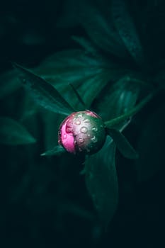 Close-up of a peony bud adorned with fresh water droplets highlighting its vibrant pink hue against a dark green background.