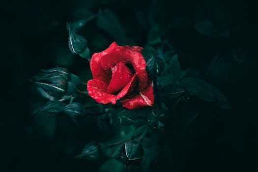 Capture of a vibrant red rose with water droplets against a dark, moody background.
