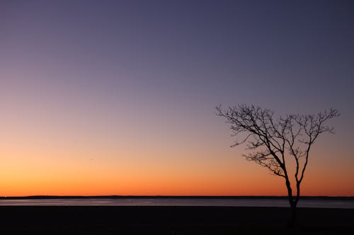 Bare Tree under Clear Sky at Sunset