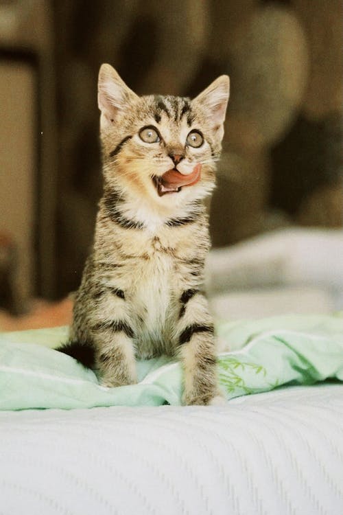 Kitten on Bed · Free Stock Photo