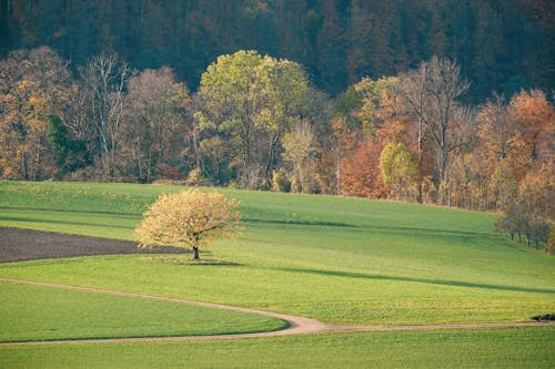 Foto profissional grátis de árvores, campina, campo