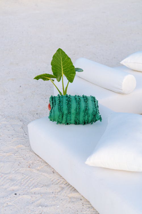 Green Pillow and Plant on a Sofa on a Beach 
