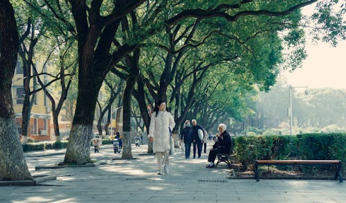 คลังภาพถ่ายฟรี ของ การเดิน, ต้นไม้, ถนนในเมือง