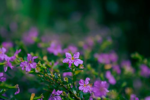 Close-up of Purple Flowers 