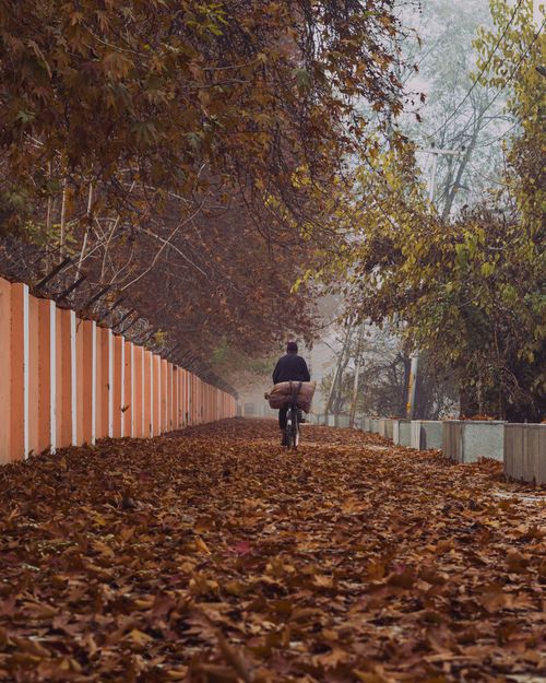 Free A lone cyclist rides through a misty autumn landscape on a leaf-covered path. Stock Photo
