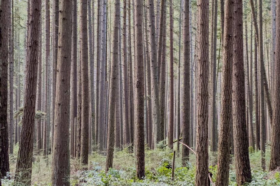 Dense Douglas fir forest canopy in BC — native evergreen trees for pruning in Surrey BC