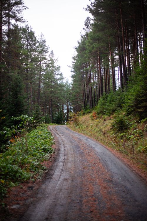 Free A peaceful trail winds through a lush forest of tall pine trees, ideal for nature lovers. Stock Photo