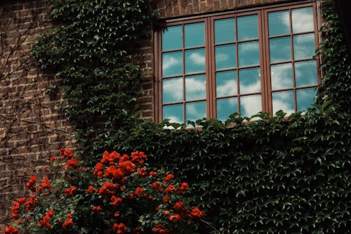 Kostnadsfri bild av blommor, byggnadsexteriör, fönster