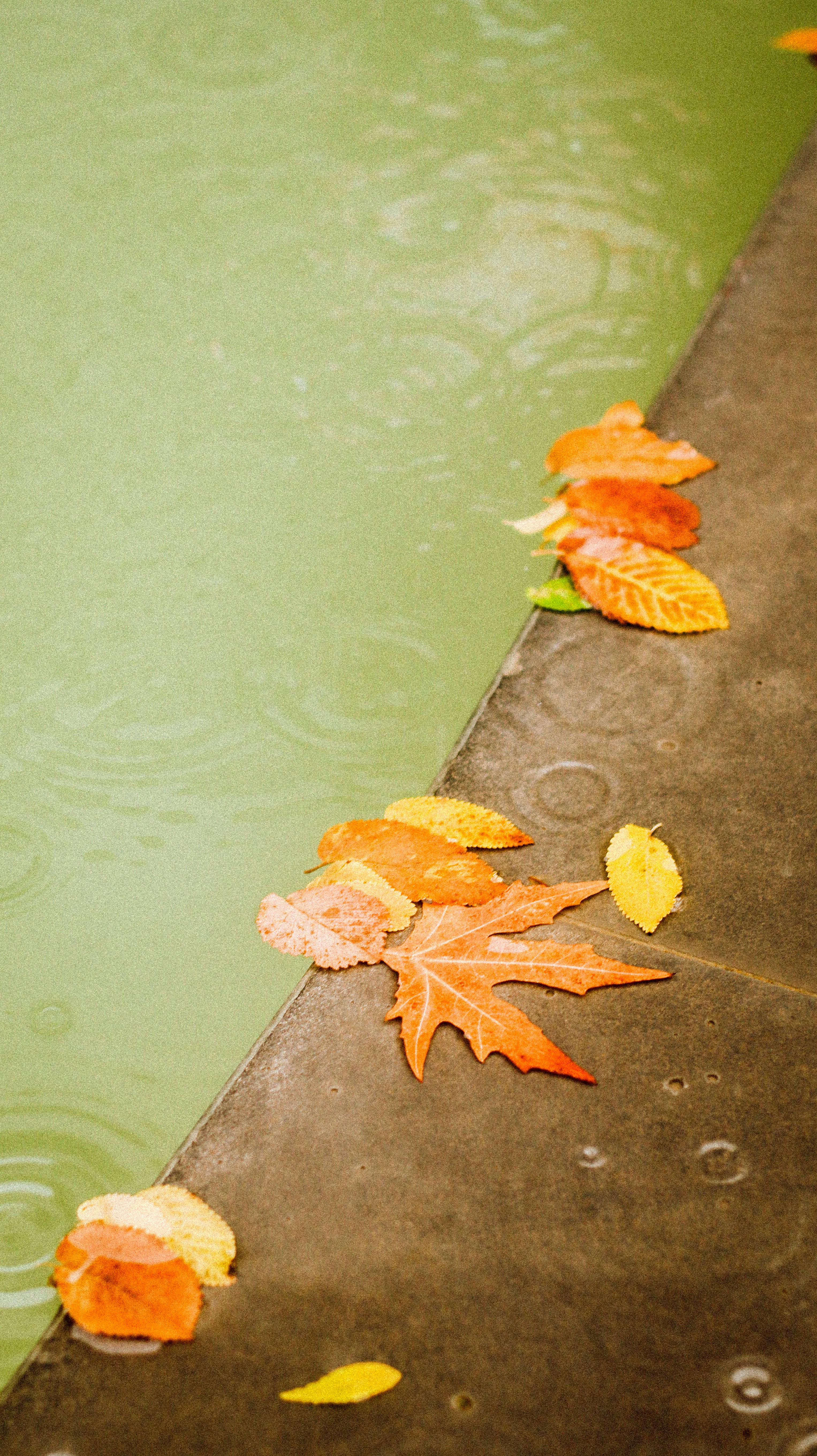 Vibrant autumn leaves scattered on wet pavement beside water, capturing seasonal essence.