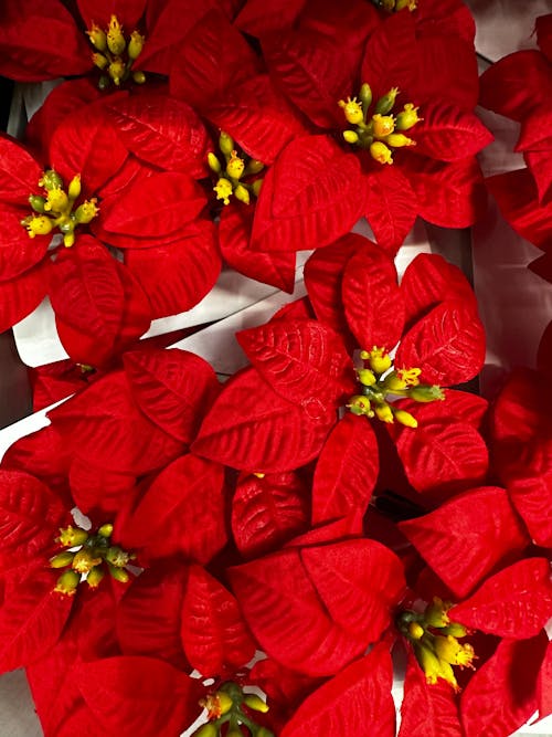 Gratis stockfoto met bloem, decoratie, fabriek Stockfoto