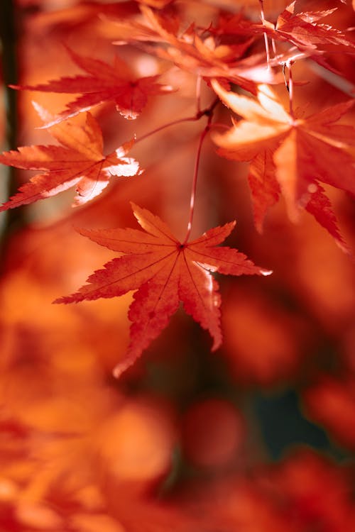 Close up of Red, Autumn Leaves