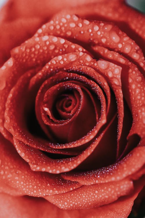 Drops on a Red Rose 