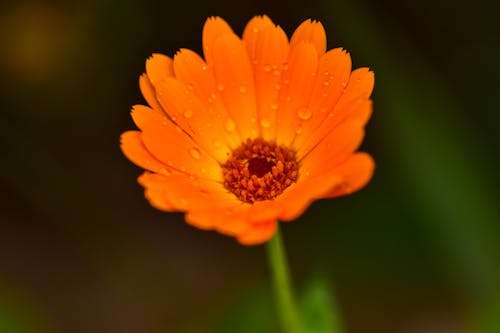 Closeup of an Orange Marigold in Dew