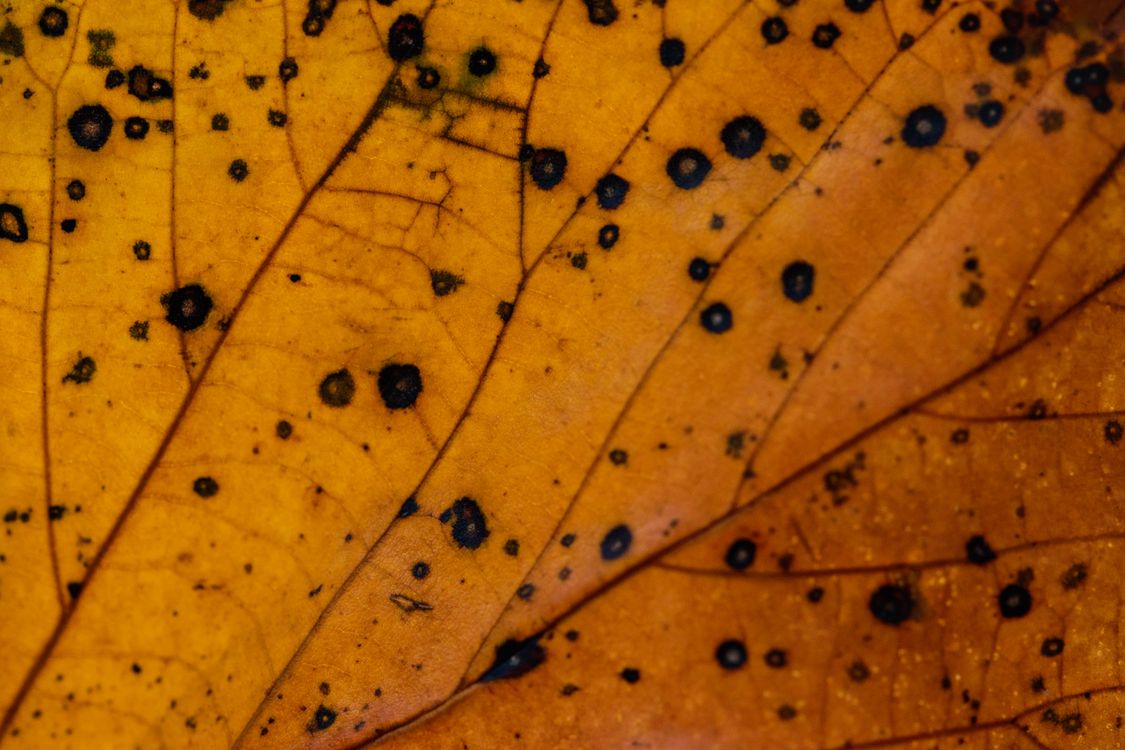 Free Detailed close-up of a leaf with tar spot fungus, showcasing the natural patterns and colors of fall. Stock Photo