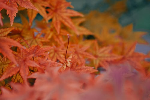 Palmate Maple Leaves in Autumn
