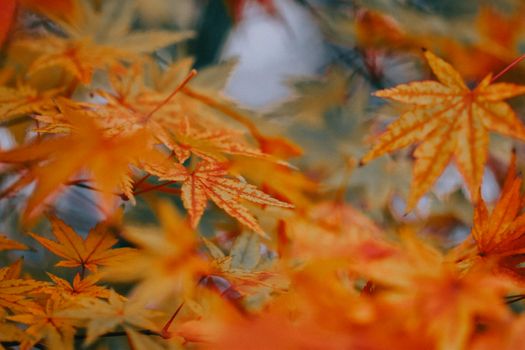 Close-up view of colorful autumn palmate maple leaves in a vibrant fall setting.
