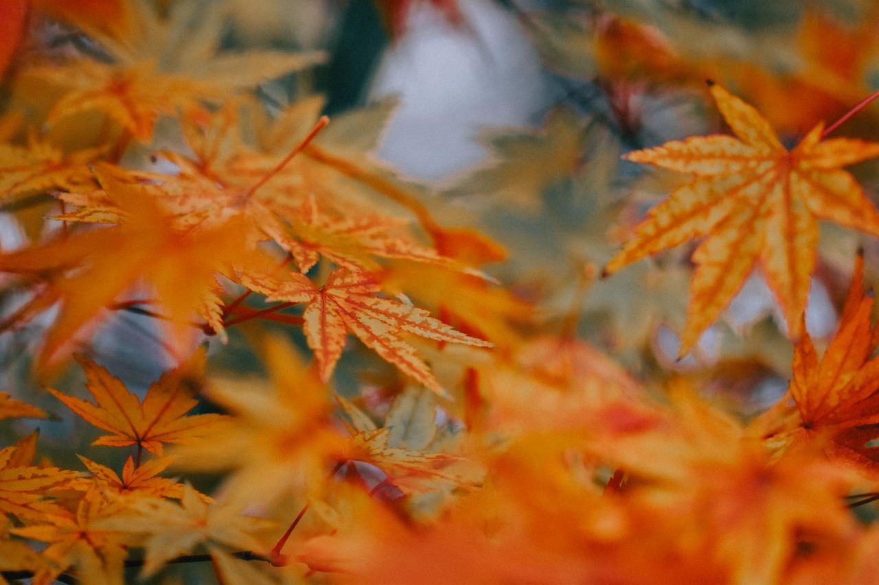 close up view of colorful autumn palmate maple leaves in a vibrant fal
