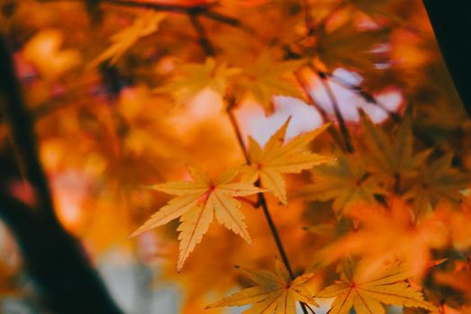 Vivid capture of golden palmate maple leaves during fall, showcasing autumn's vibrant colors.