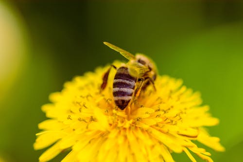 Fotos de stock gratuitas de abeja, alas, amarillo