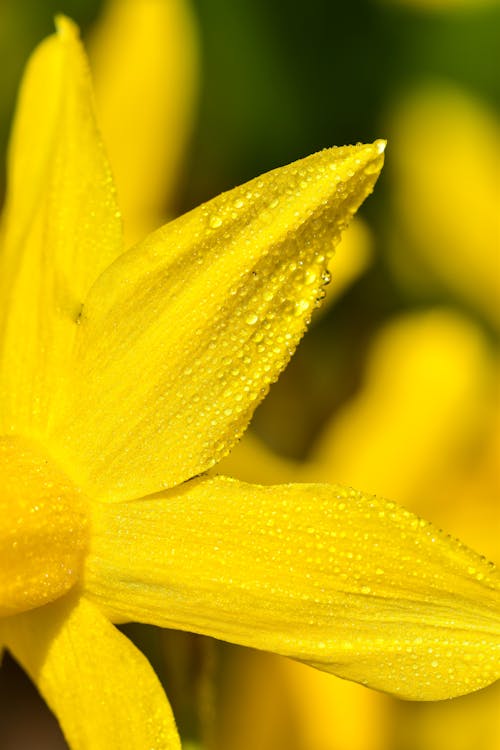 Základová fotografie zdarma na téma kapičky, kvetoucí, kytka