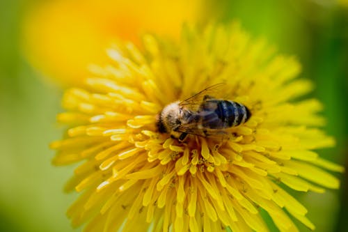 Imagine de stoc gratuită din albină, floare sălbatică, focalizare selectivă
