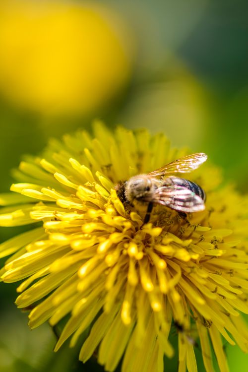 Free Close-up of a bee collecting pollen from a vibrant yellow dandelion in a summer garden. Stock Photo