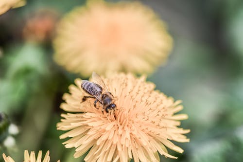 昆蟲, 草地, 蜜蜂 的 免費圖庫相片