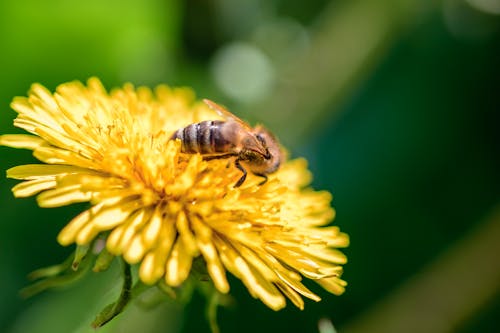 夏天, 授粉, 昆蟲 的 免费素材图片