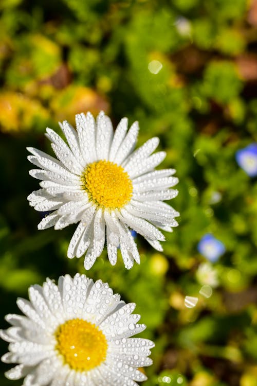 Бесплатное стоковое фото с белый цветок, вертикальный выстрел, выборочный фокус
