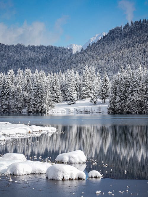 冬季, 反射, 垂直拍摄 的 免费素材图片