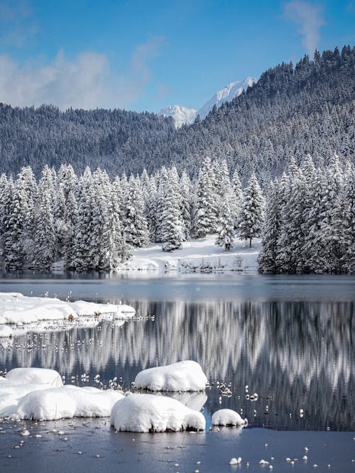 Forest in Snow Reflecting in River