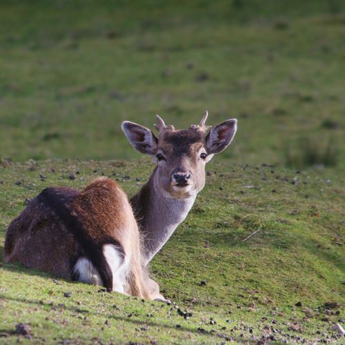 Free A young buck lying down on vibrant green grass, bathed in natural sunlight. Stock Photo