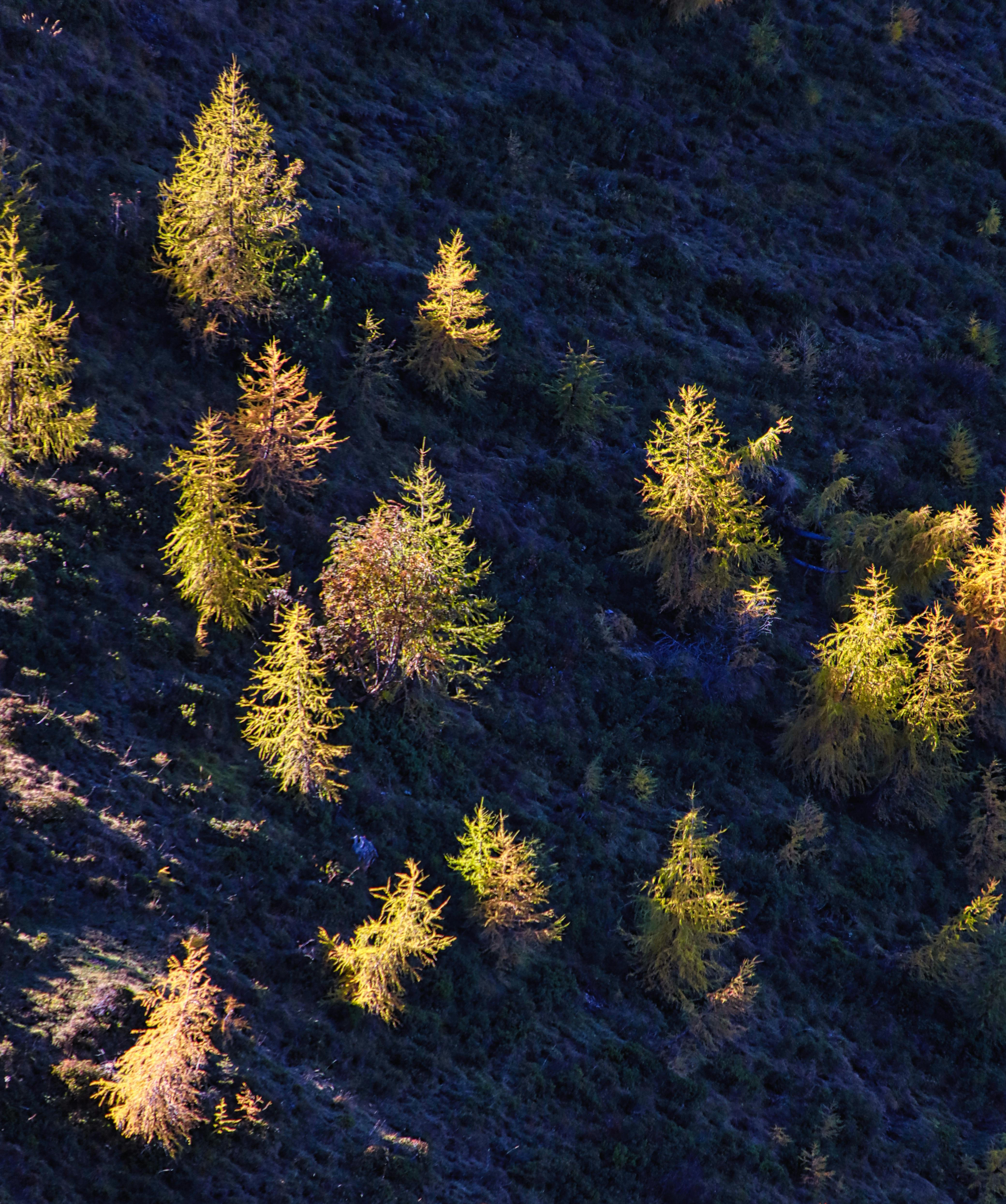 Vibrant autumn trees on a hillside captured from above, showcasing nature's beauty.