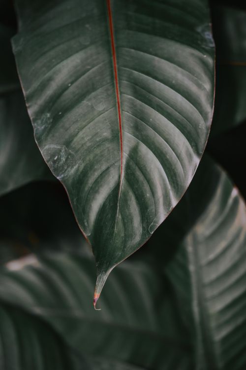 Free A detailed close-up of a lush green philodendron leaf showcasing its texture. Stock Photo