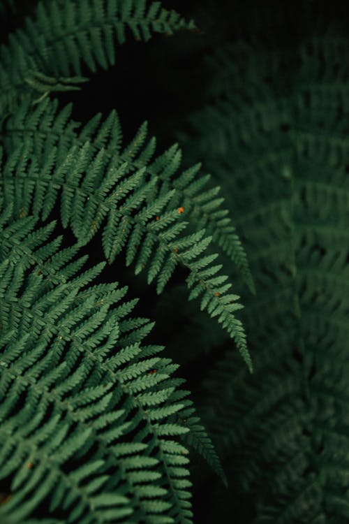 Close up of Green Fern Leaves