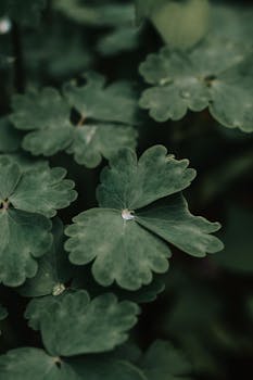 Detailed shot of vibrant green leaves with fresh dew droplets, highlighting natural beauty.