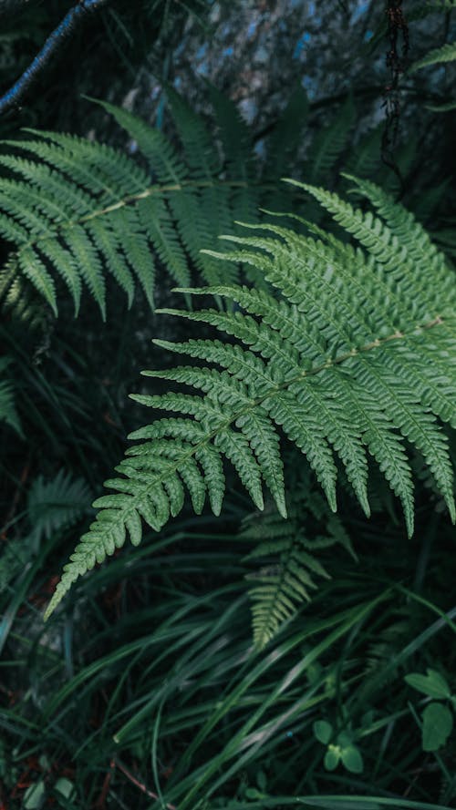 Closeup of Forest Plants