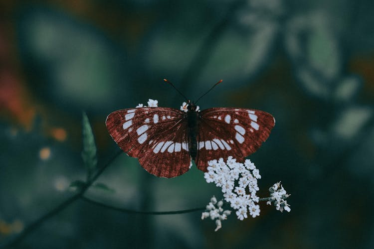 White Admiral Butterfly On Flower