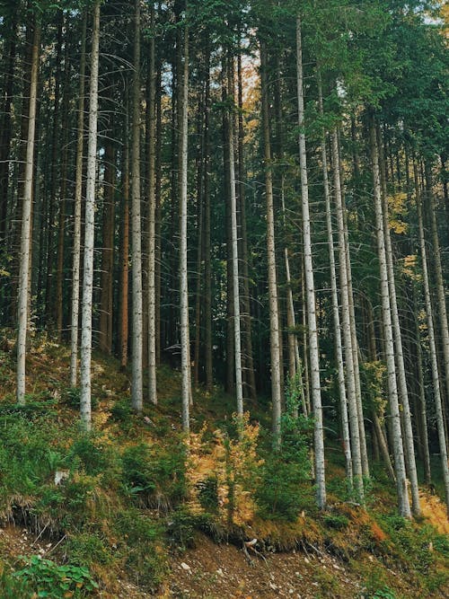 Imagine de stoc gratuită din adânc, arbori, codru