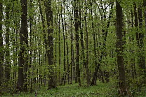 Imagine de stoc gratuită din arbori, creștere, cu frunze căzătoare
