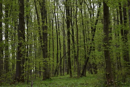 A serene view of a deciduous forest with fresh foliage in early spring.
