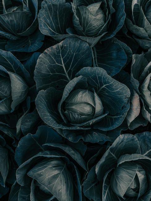 Close-up of lush cabbage plants with dark green leaves growing in a Romanian field.