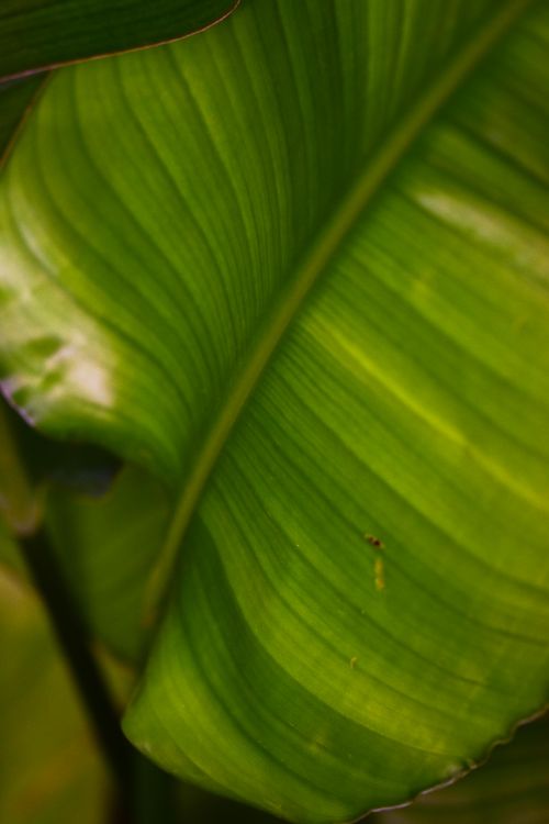 Free Detailed close-up of a vibrant green banana leaf, showcasing natural texture and growth. Stock Photo