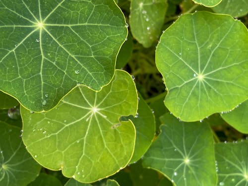 Plant with Green Leaves