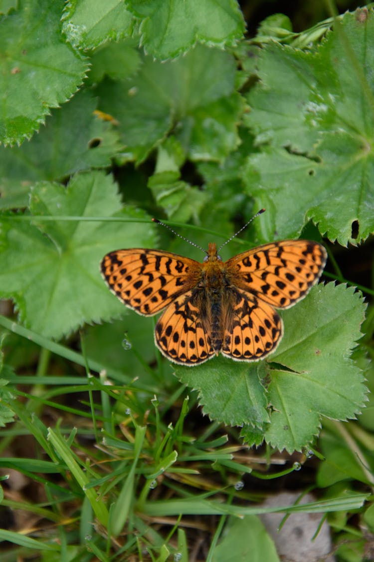 Pearl Bordered Fritillary On Plant