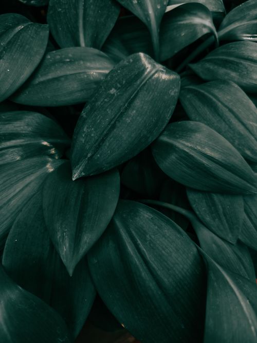 Free Close-up of lush, vibrant green leaves capturing the essence of nature's elegance. Stock Photo