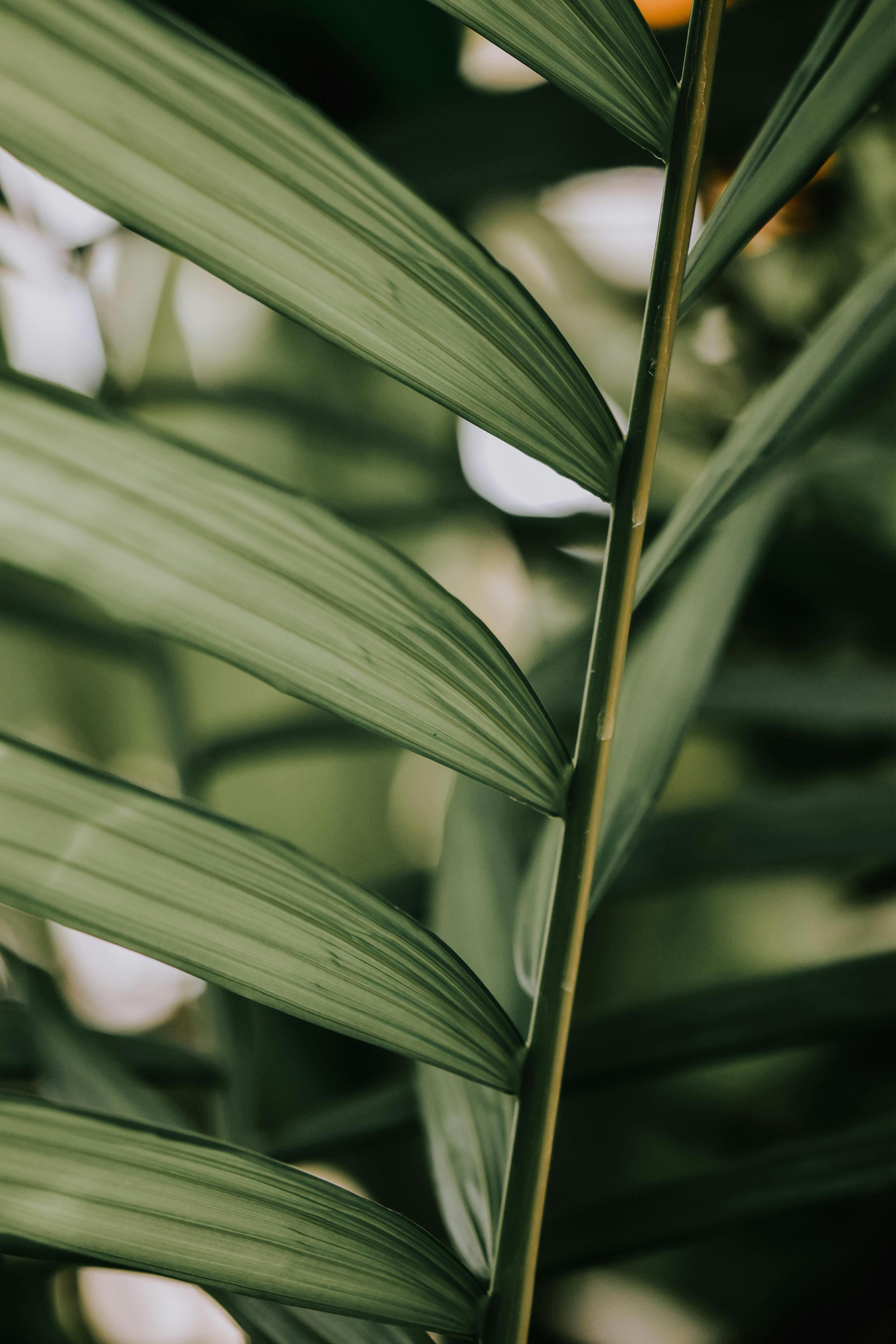 Decorative Hampers Photos, Download The BEST Free Decorative Hampers