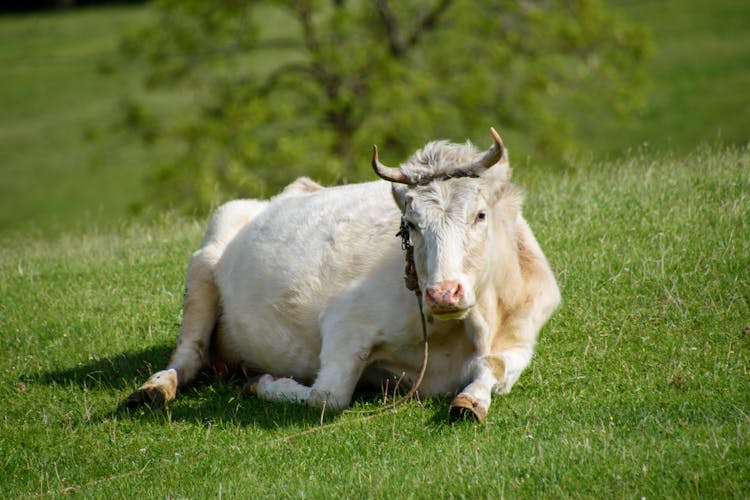 Cow Lying On Grassy Hill