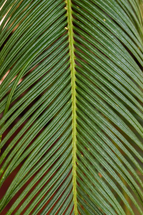 Free Vertical shot of a lush green palm frond showcasing its symmetrical pattern. Ideal for nature-themed projects. Stock Photo